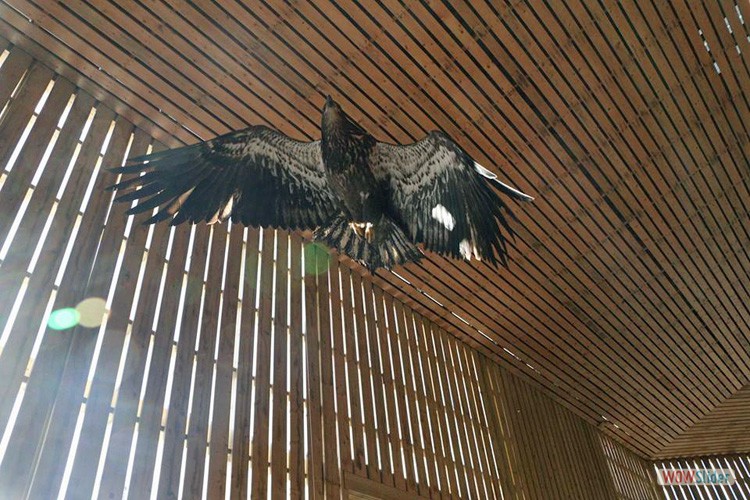 eagle-flight-cage-E