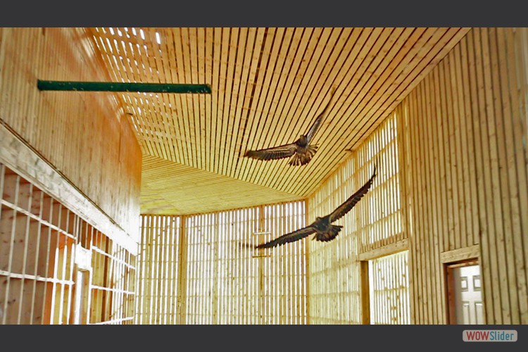 eagle-flight-cage-G