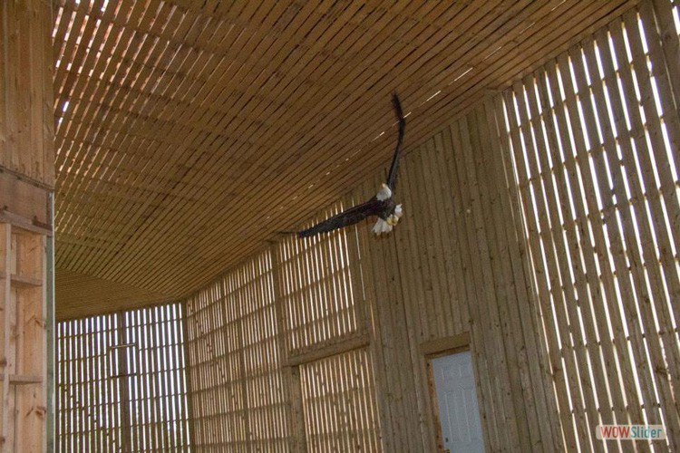 eagle-flight-cage-H