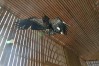 eagle-flight-cage-E