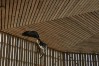 eagle-flight-cage-F
